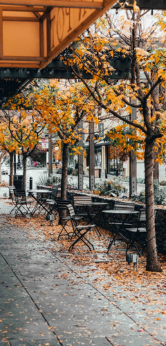 autumn trees outside the cafe